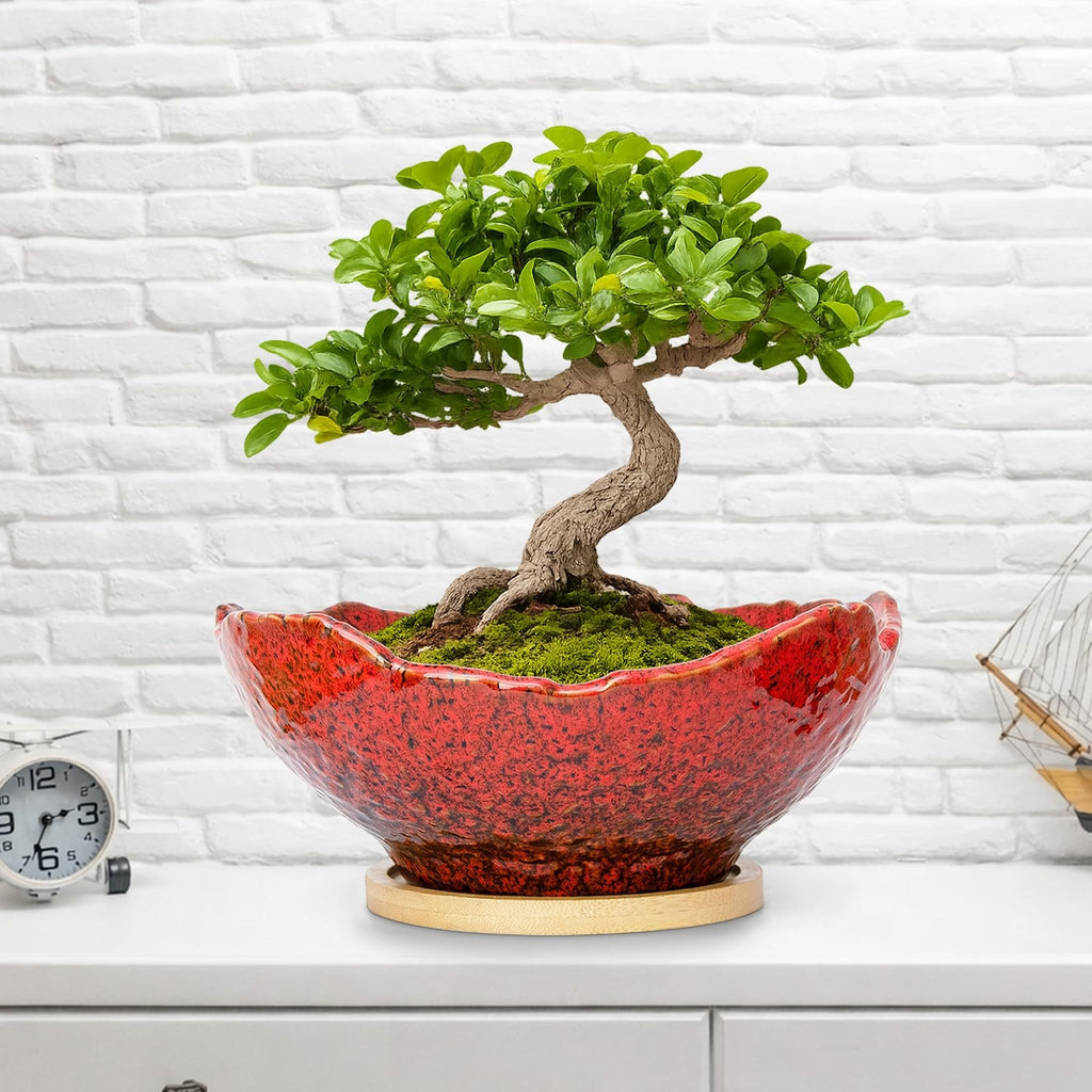 ARTKETTY Bonsai Pots - 9.06 Inch Large Plant Pots, Unique Succulent Pots with Drainage Tray, Ceramic Planters for Indoor Cactus Flower Plants Round Bonsai Tree Pots Decorative Home Office