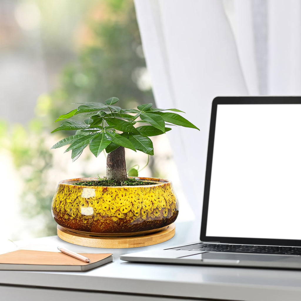 ARTKETTY Succulent Pots - 8 Inch Large Plant Pots, Shallow Planters | Ceramic Bonsai Pots with Drainage Tray, Round Cactus Flower Plant Container Bowl Decorative Home Garden