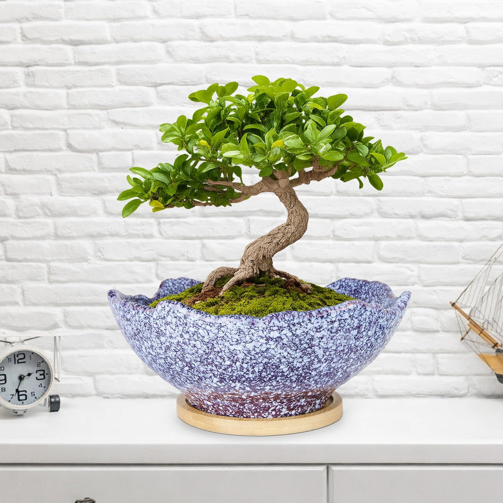 ARTKETTY Bonsai Pots - 9.06 Inch Large Plant Pots, Unique Succulent Pots with Drainage Tray, Ceramic Planters for Indoor Cactus Flower Plants Round Bonsai Tree Pots Decorative Home Office