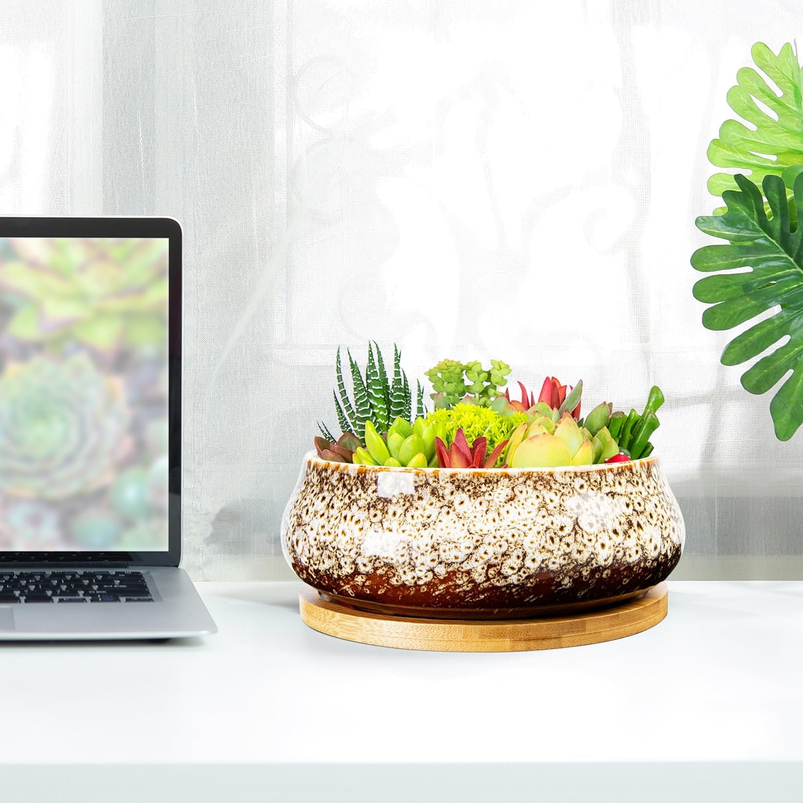 ARTKETTY Succulent Pots - 8 Inch Large Plant Pots, Shallow Planters | Ceramic Bonsai Pots with Drainage Tray, Round Cactus Flower Plant Container Bowl Decorative Home Garden