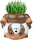 Raccoon