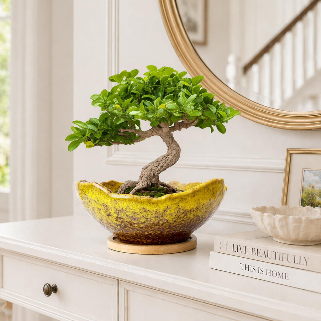 ARTKETTY Bonsai Pots - 9.06 Inch Large Plant Pots, Unique Succulent Pots with Drainage Tray, Ceramic Planters for Indoor Cactus Flower Plants Round Bonsai Tree Pots Decorative Home Office