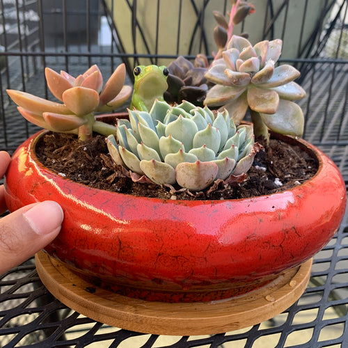 7.3 inch Round Succulent Planter Pots with Drainage Hole Bonsai Pots –  artketty