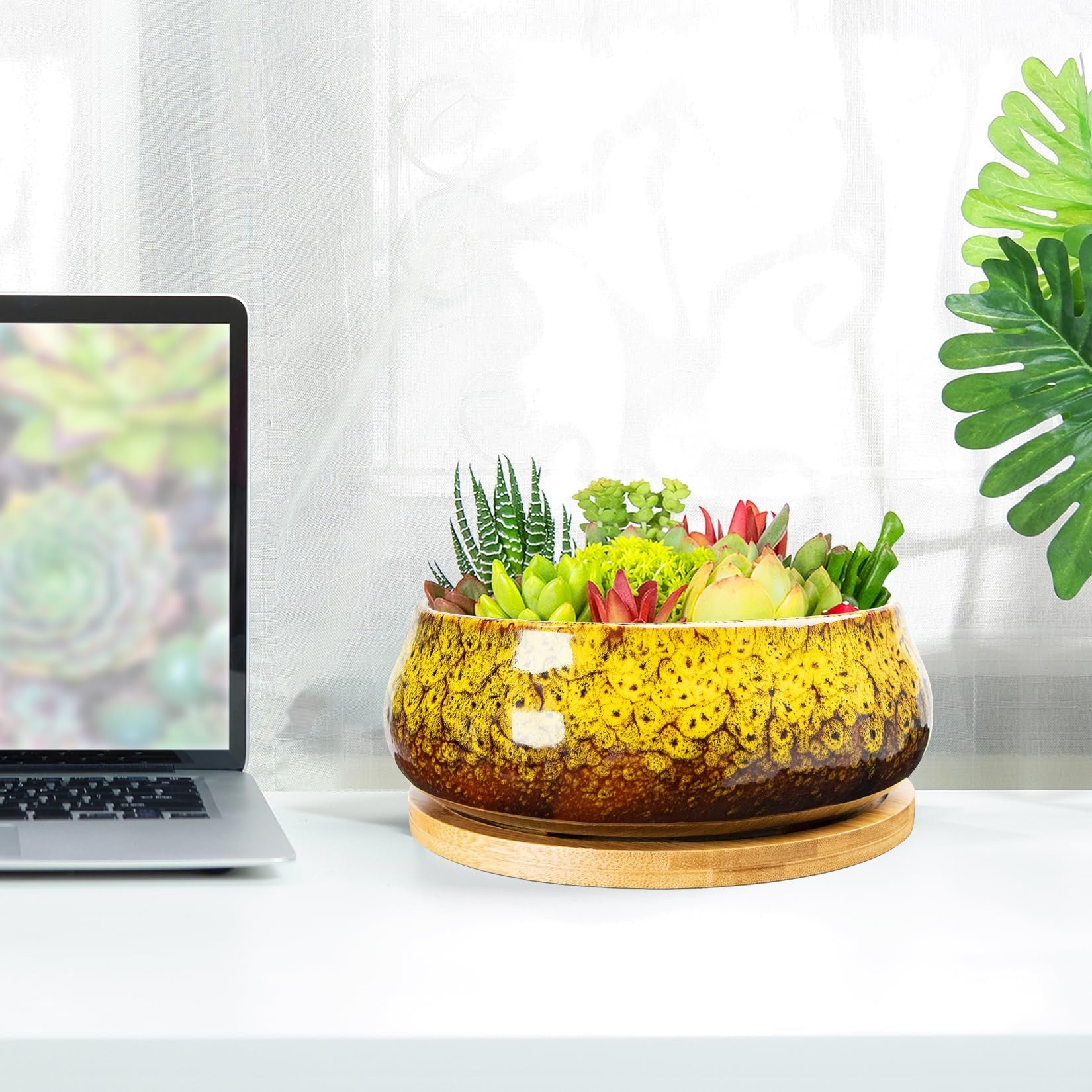 ARTKETTY Succulent Pots - 8 Inch Large Plant Pots, Shallow Planters | Ceramic Bonsai Pots with Drainage Tray, Round Cactus Flower Plant Container Bowl Decorative Home Garden