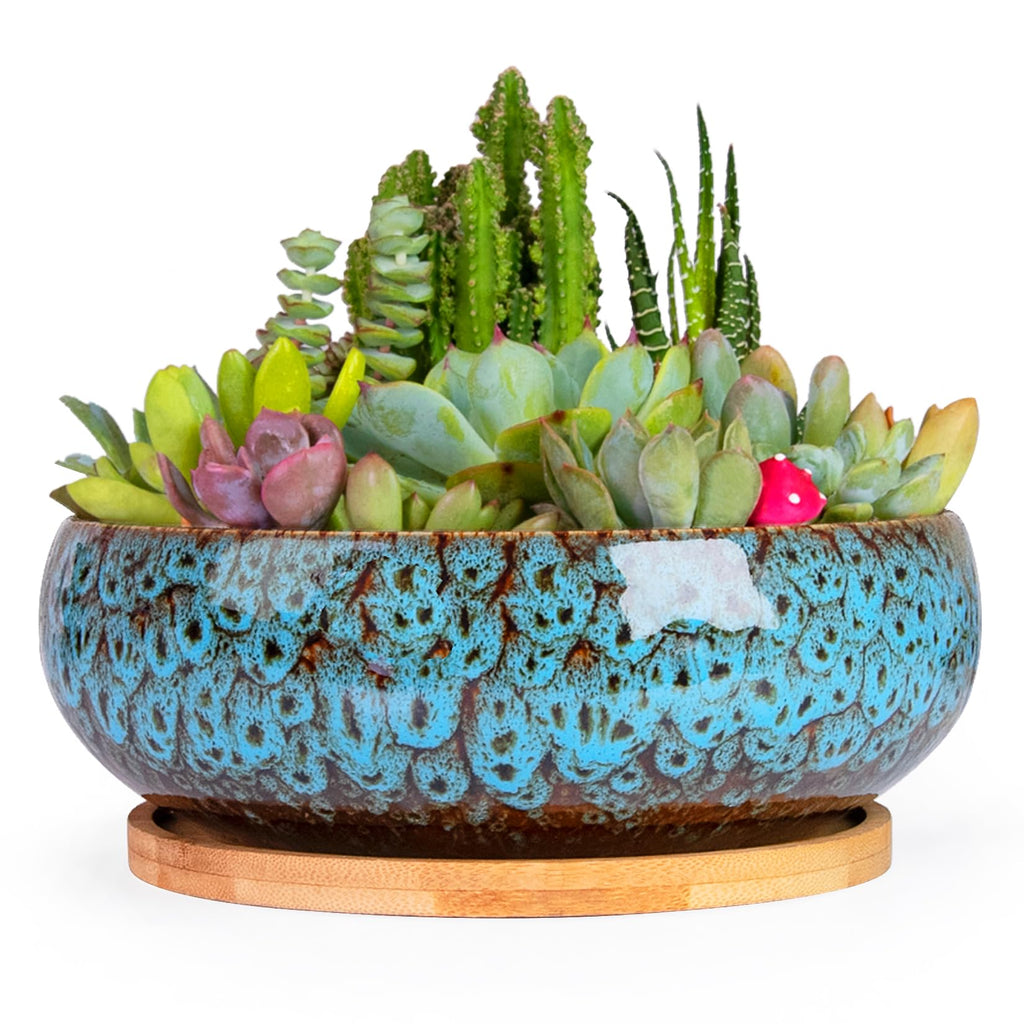 ARTKETTY Succulent Pots, 7.5 Inch Large Plant Pots with Bamboo Tray | Shallow Bonsai Pots with Drainage, Ceramic Planter for Indoor Plants, Cactus, Home Office Desk Decor