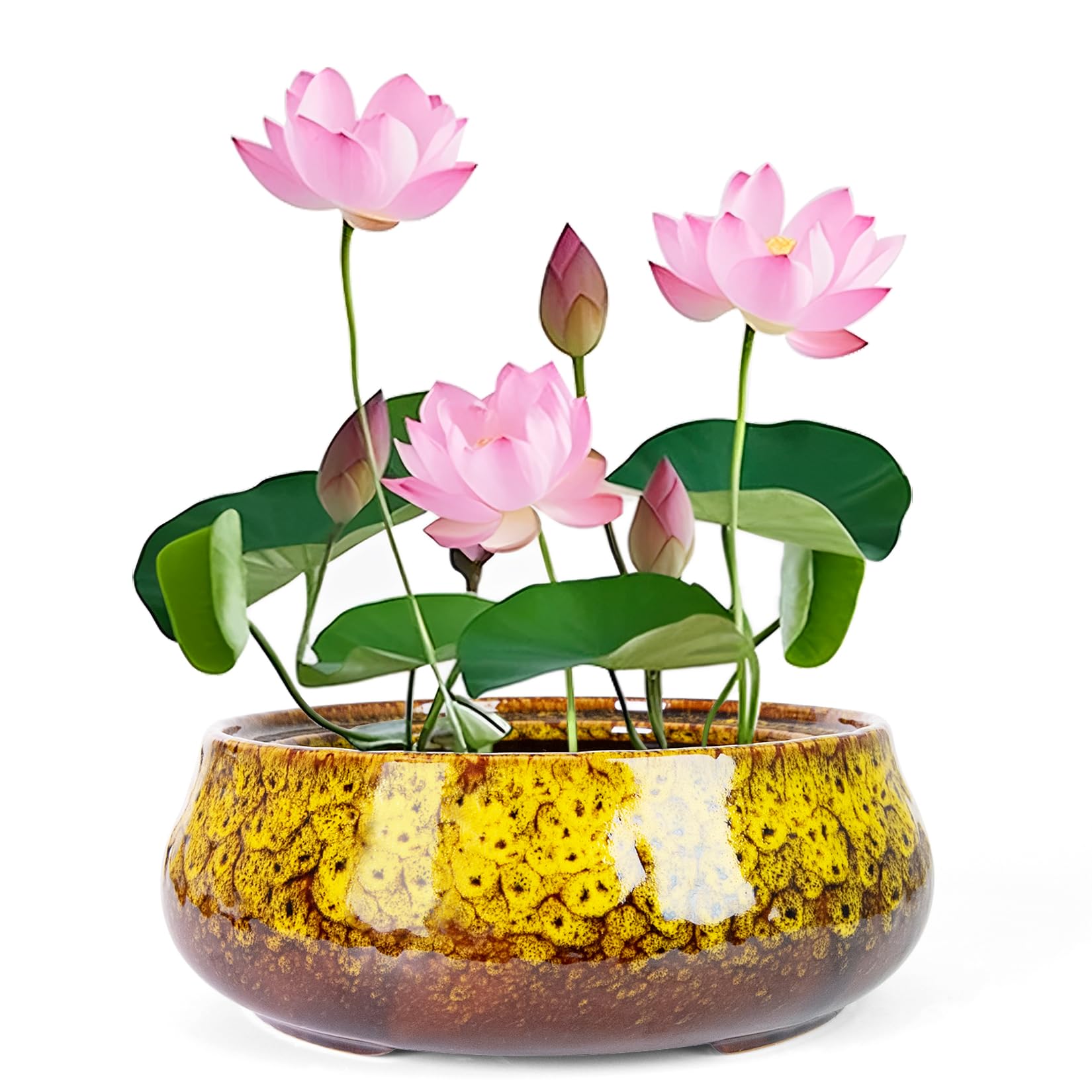 Lotus Bowl Planter - 8 Inch Large Lotus Flower Bowl for Water Plants, Ceramic Hydroponic Planter Water Lily Bowl for Planting Aquatic and Indoor Succulent Plants and Bonsai