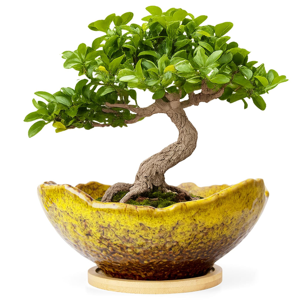 ARTKETTY Bonsai Pots - 9.06 Inch Large Plant Pots, Unique Succulent Pots with Drainage Tray, Ceramic Planters for Indoor Cactus Flower Plants Round Bonsai Tree Pots Decorative Home Office