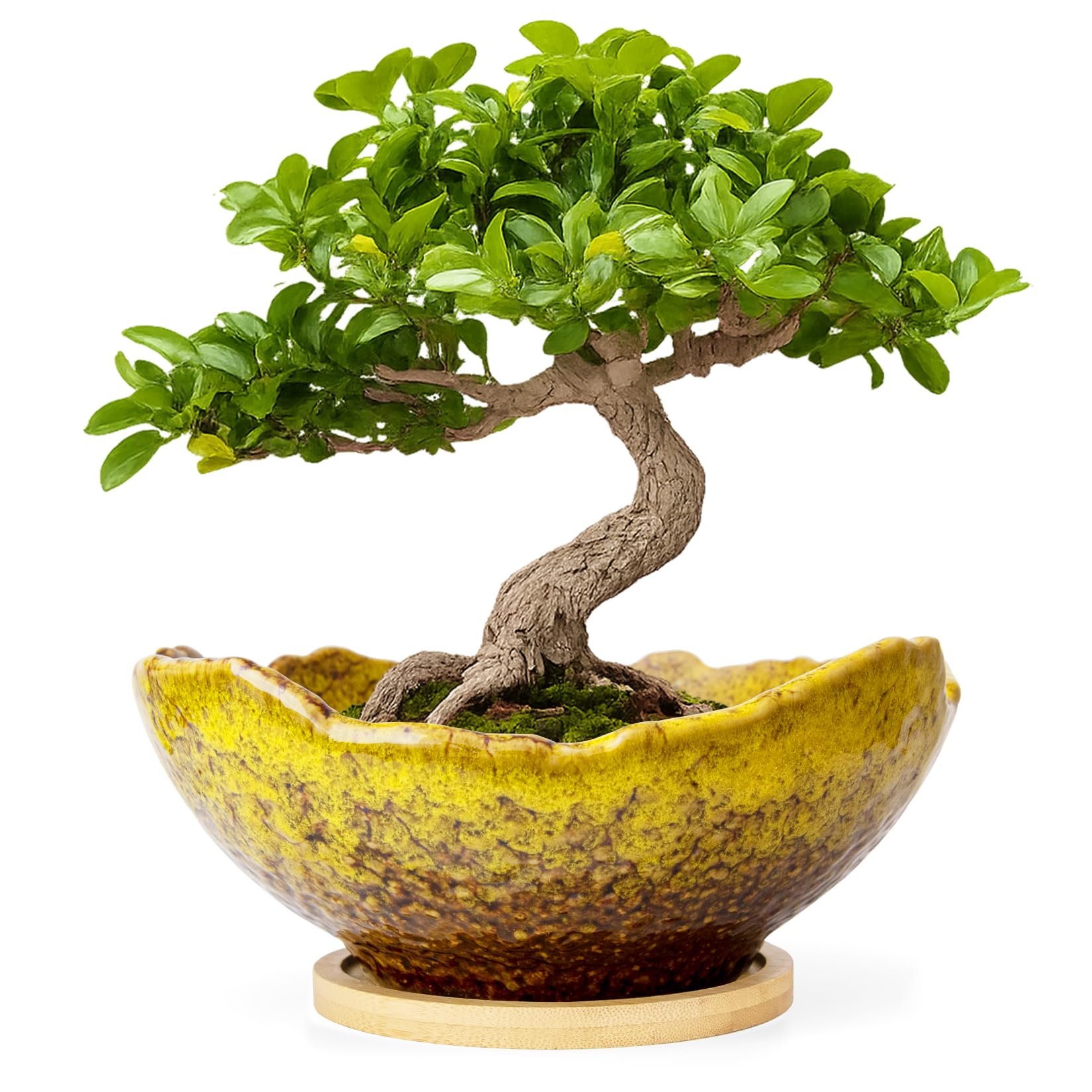 ARTKETTY Bonsai Pots - 9.06 Inch Large Plant Pots, Unique Succulent Pots with Drainage Tray, Ceramic Planters for Indoor Cactus Flower Plants Round Bonsai Tree Pots Decorative Home Office