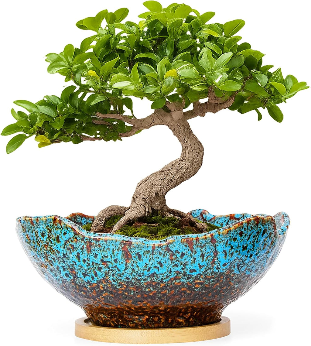 ARTKETTY Bonsai Pots - 9.06 Inch Large Plant Pots, Unique Succulent Pots with Drainage Tray, Ceramic Planters for Indoor Cactus Flower Plants Round Bonsai Tree Pots Decorative Home Office
