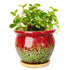 Red Green