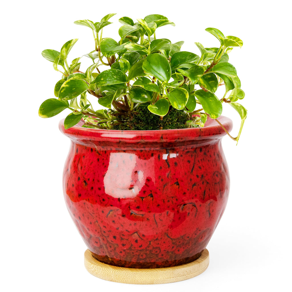 ARTKETTY 4.5 Inch Plant Pots, Small Pots for Plant Indoor, Ceramic Planter with Tray