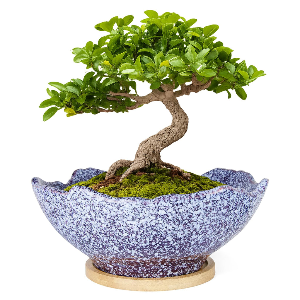 ARTKETTY Bonsai Pots - 9.06 Inch Large Plant Pots, Unique Succulent Pots with Drainage Tray, Ceramic Planters for Indoor Cactus Flower Plants Round Bonsai Tree Pots Decorative Home Office