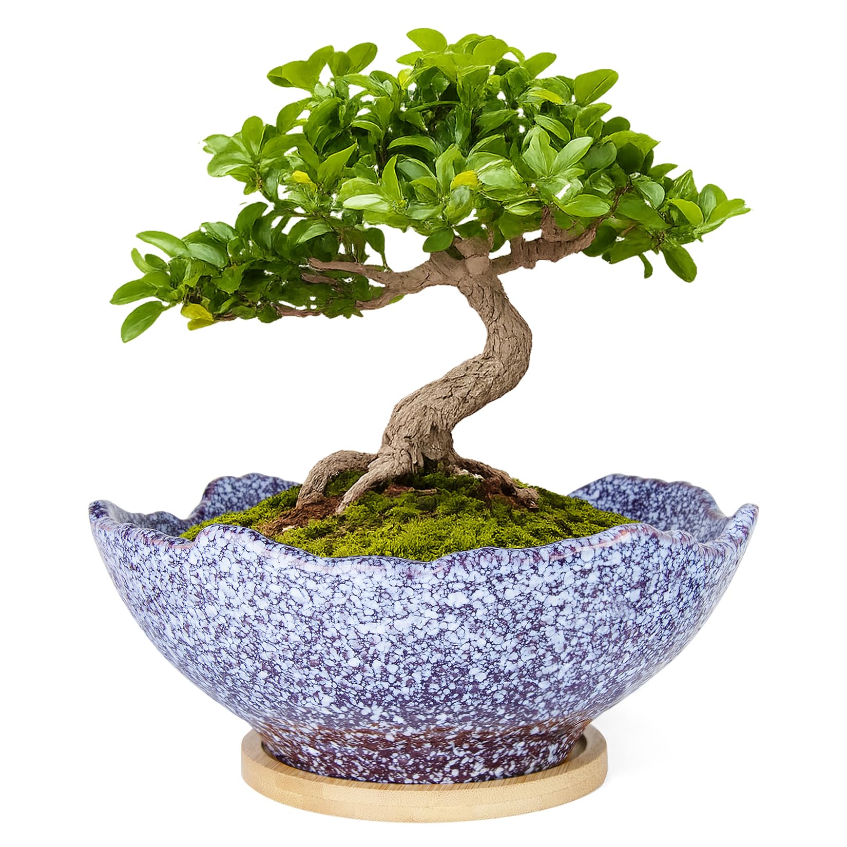 ARTKETTY Bonsai Pots - 9.06 Inch Large Plant Pots, Unique Succulent Pots with Drainage Tray, Ceramic Planters for Indoor Cactus Flower Plants Round Bonsai Tree Pots Decorative Home Office
