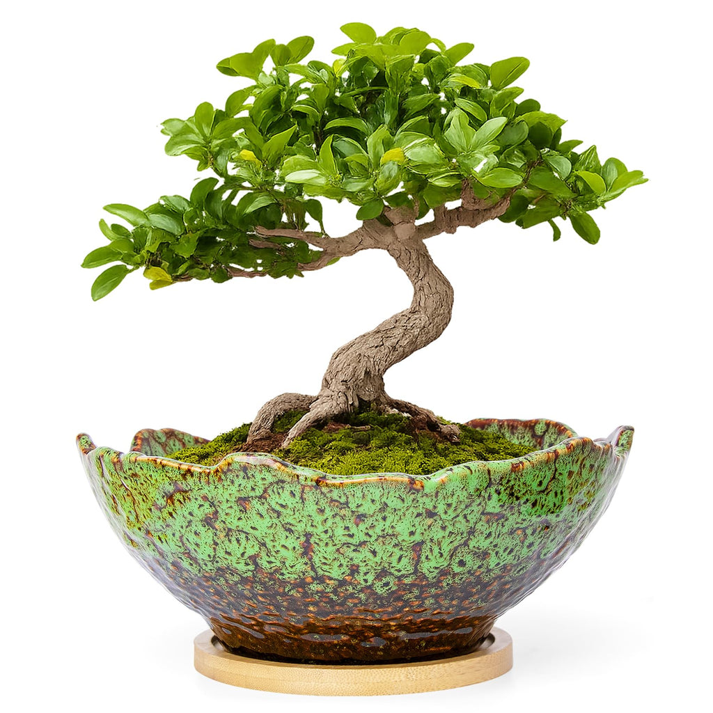 ARTKETTY Bonsai Pots - 9.06 Inch Large Plant Pots, Unique Succulent Pots with Drainage Tray, Ceramic Planters for Indoor Cactus Flower Plants Round Bonsai Tree Pots Decorative Home Office
