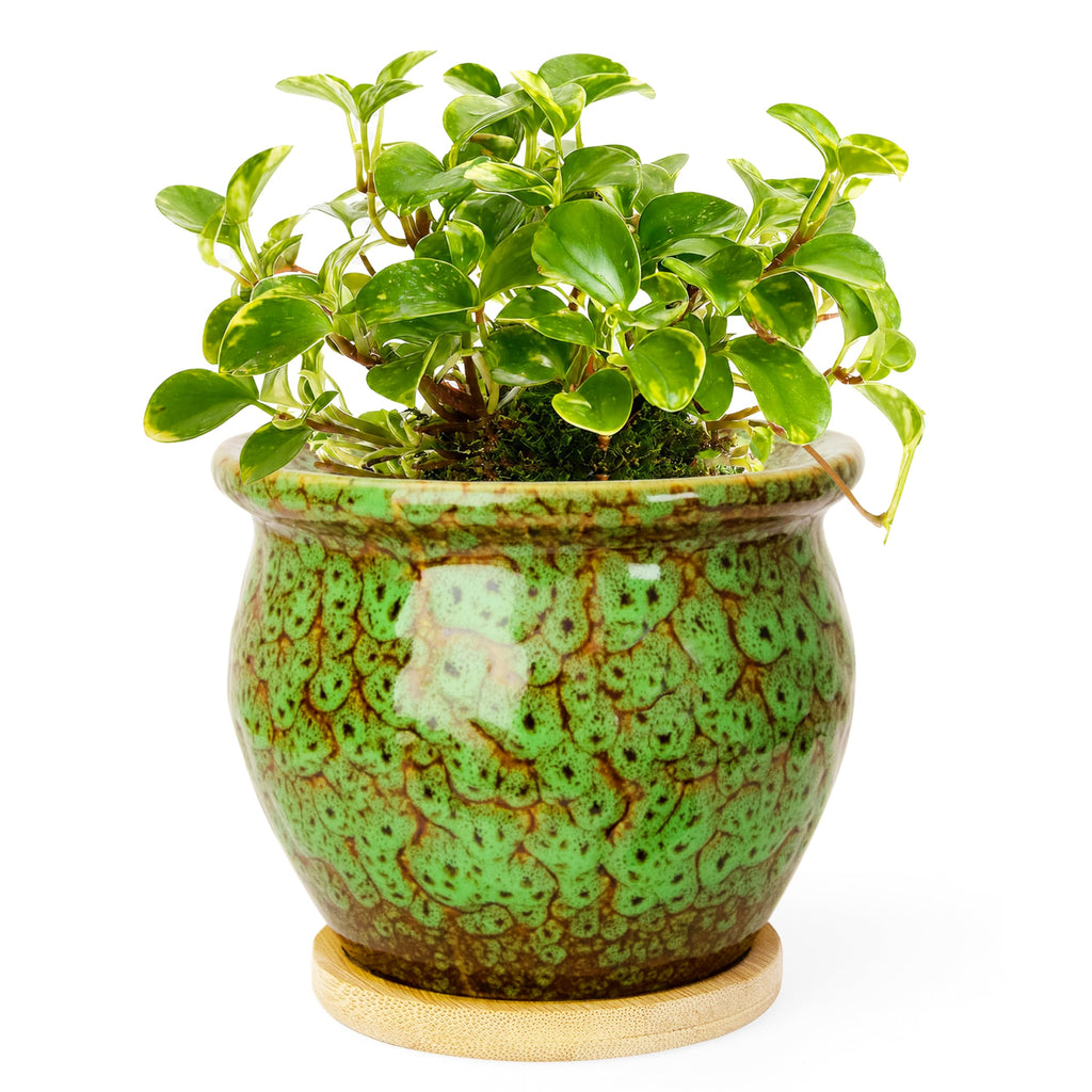 ARTKETTY 4.5 Inch Plant Pots, Small Pots for Plant Indoor, Ceramic Planter with Tray