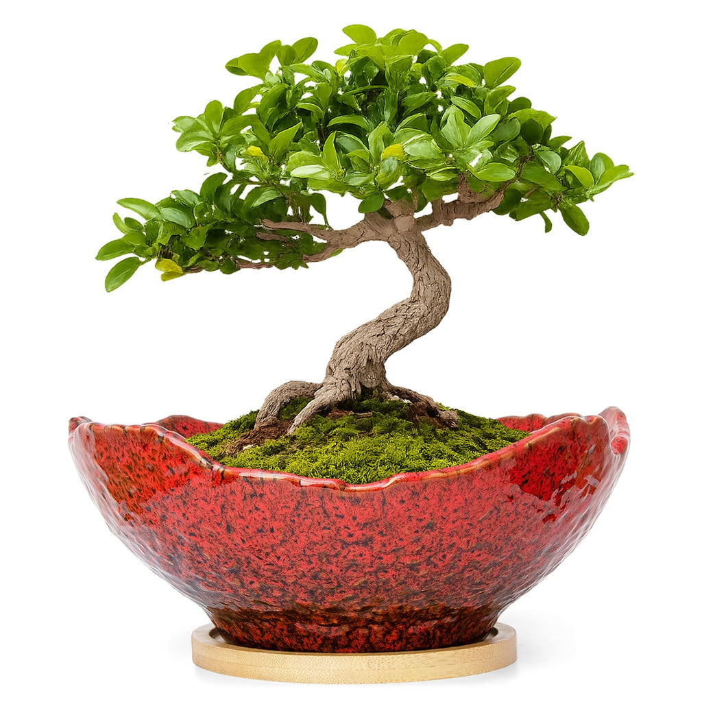 ARTKETTY Bonsai Pots - 9.06 Inch Large Plant Pots, Unique Succulent Pots with Drainage Tray, Ceramic Planters for Indoor Cactus Flower Plants Round Bonsai Tree Pots Decorative Home Office