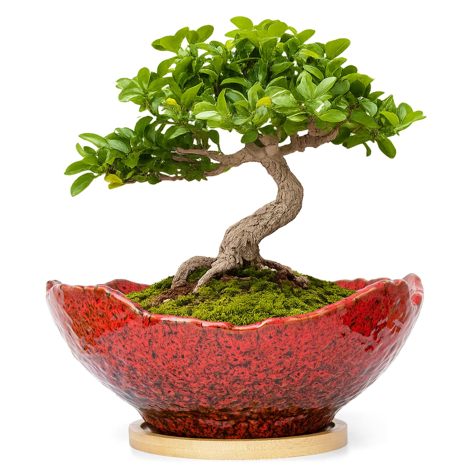 ARTKETTY Bonsai Pots - 9.06 Inch Large Plant Pots, Unique Succulent Pots with Drainage Tray, Ceramic Planters for Indoor Cactus Flower Plants Round Bonsai Tree Pots Decorative Home Office