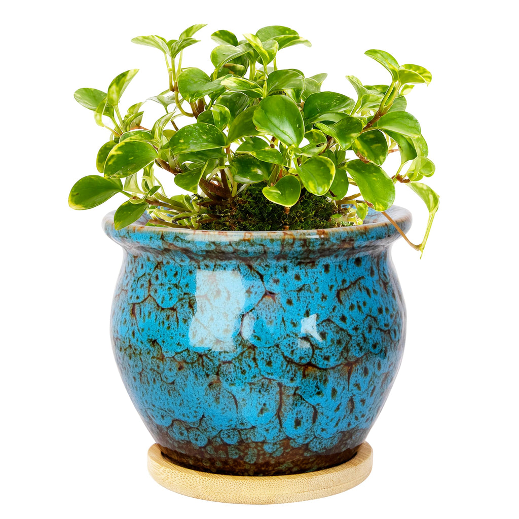ARTKETTY 4.5 Inch Plant Pots, Small Pots for Plant Indoor, Ceramic Planter with Tray