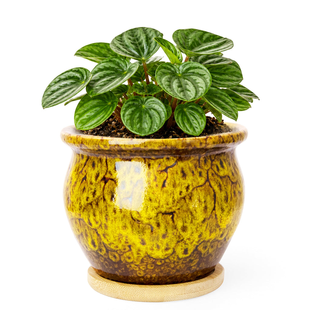 ARTKETTY 4.5 Inch Plant Pots, Small Pots for Plant Indoor, Ceramic Planter with Tray