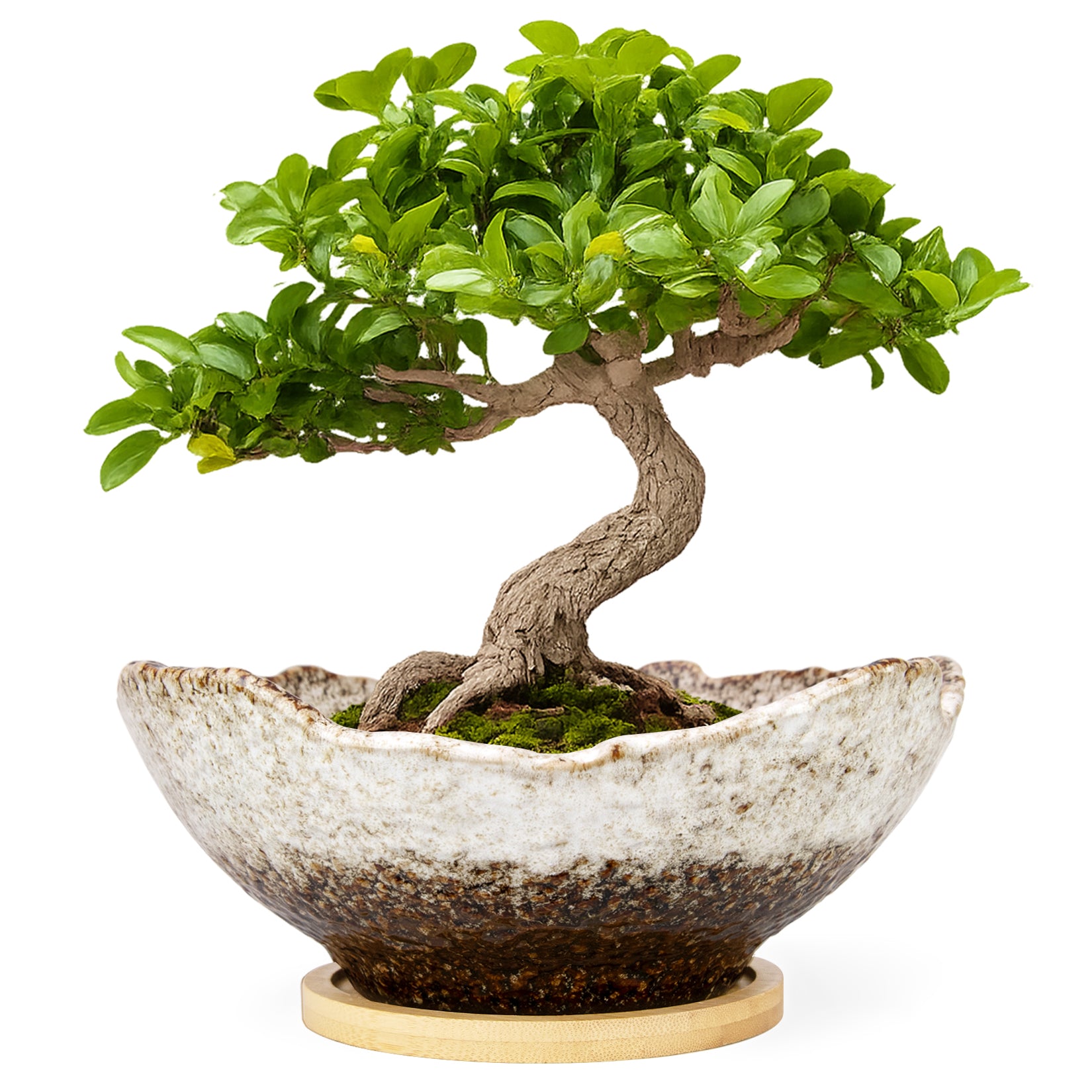 ARTKETTY Bonsai Pots - 9.06 Inch Large Plant Pots, Unique Succulent Pots with Drainage Tray, Ceramic Planters for Indoor Cactus Flower Plants Round Bonsai Tree Pots Decorative Home Office