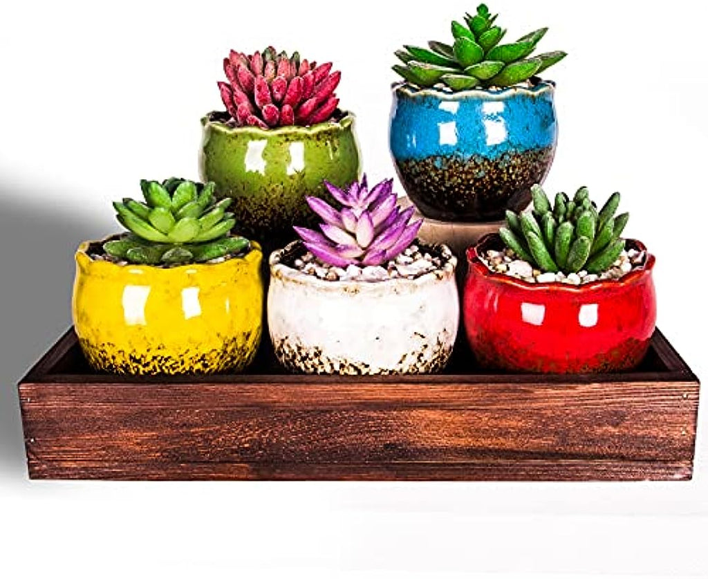 4 oz succulent pot Succulent Pots, 4 Inch Small Succulent Planter Pot with Drainage Bamb – artketty