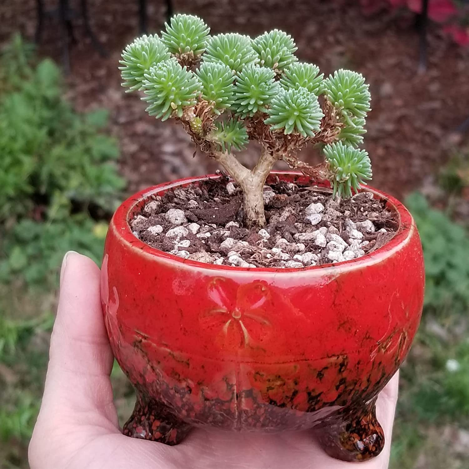 Succulent Pots, Small Succulent Planter Pots with Drainage Trays Ceramic Flower Pots for Indoor Cactus Plants Set of 10