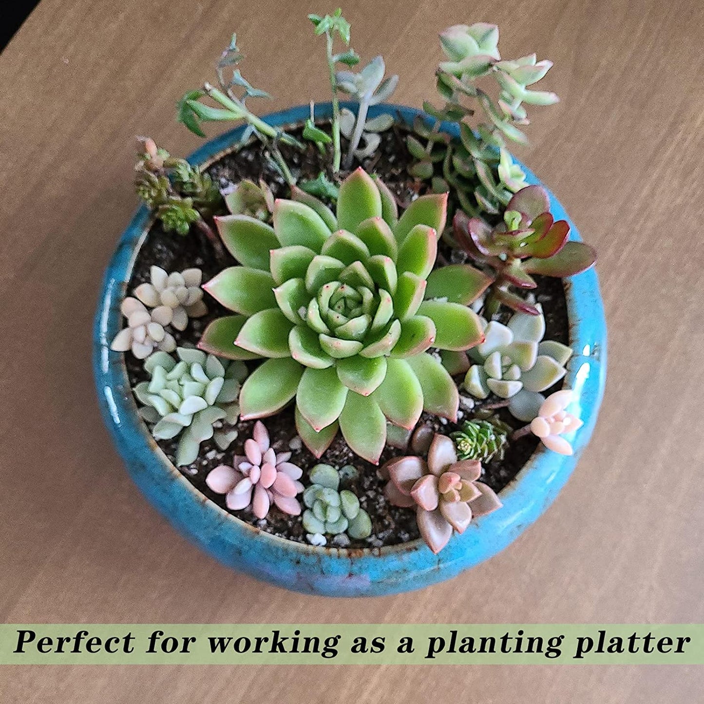 Succulent Pots, 7.3 Inch Succulent Planter Pots with Drainage Hole Pack of 2, Shallow Bonsai Pots with Tray Ceramic Flower Plant Pots for Indoor/Outdoor